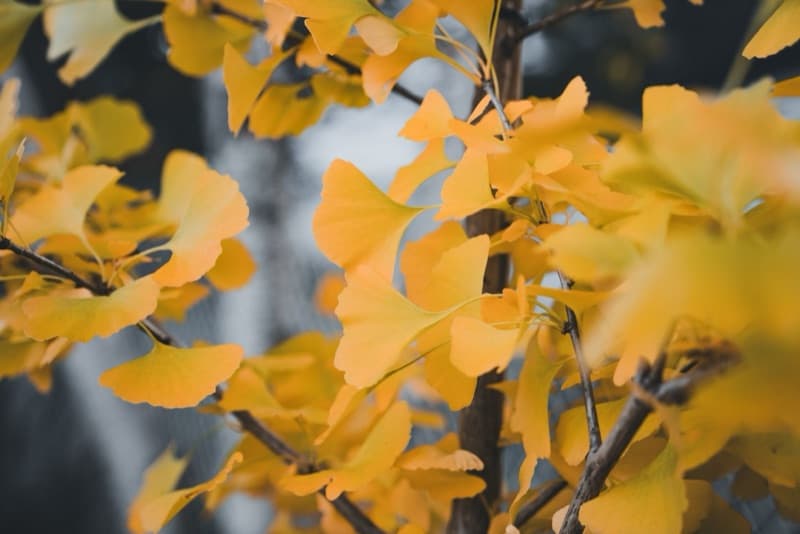 Ginkgo Biloba and Tinnitus