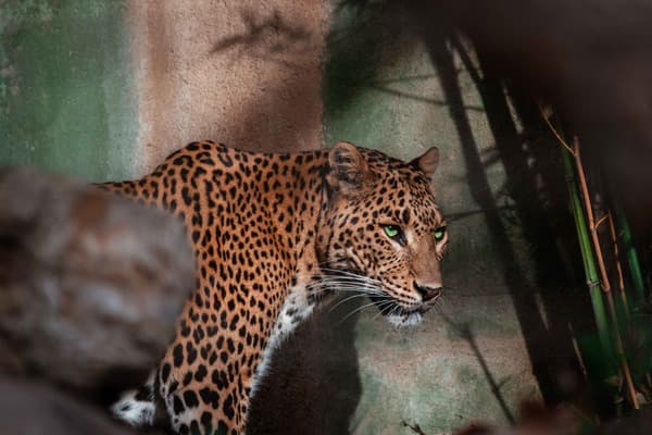 Leopard attentively listening in its natural habitat, highlighting the importance of hearing for wildlife survival.